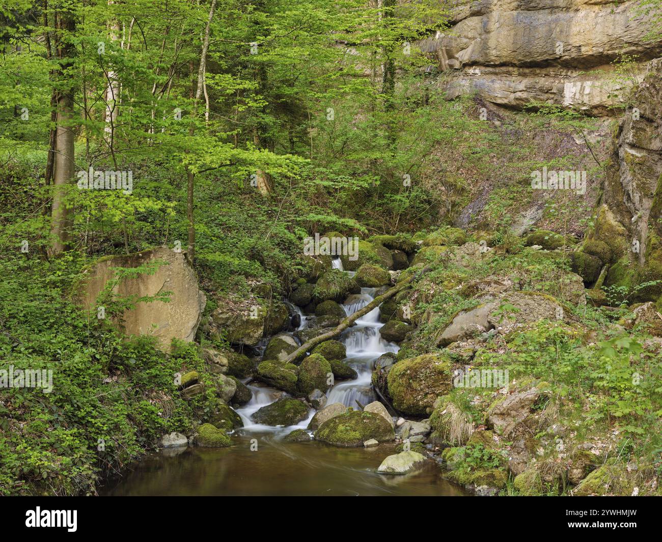 Petit ruisseau dans la forêt, Zugerberg, Zoug, Canton Zoug, Suisse, Europe Banque D'Images