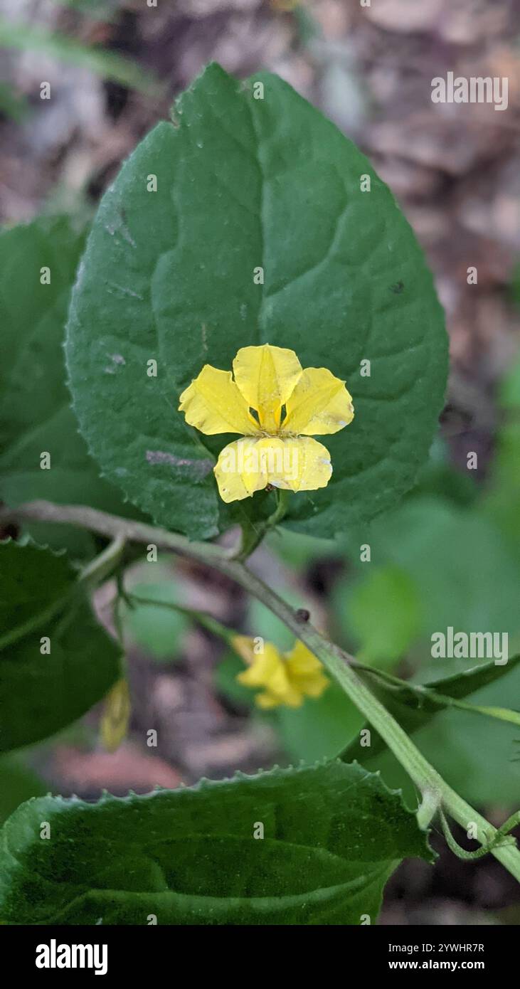 Houblon goodenia (Goodenia ovata) Banque D'Images