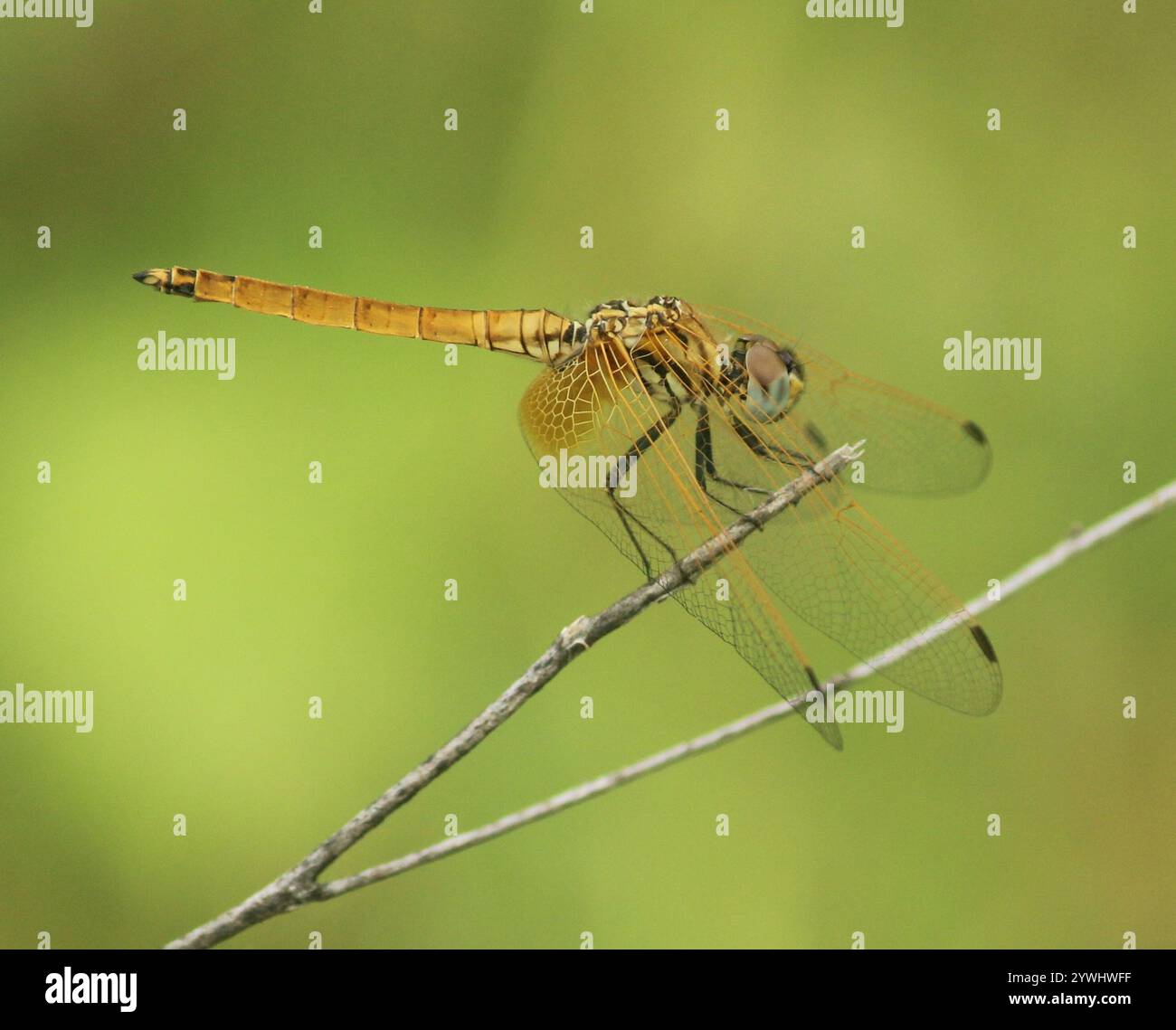 Crimson Marsh Glider (Trithemis aurora) Banque D'Images