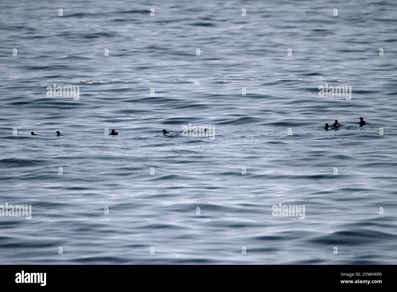 Perruche Auklet (Aethia psittacula) Banque D'Images