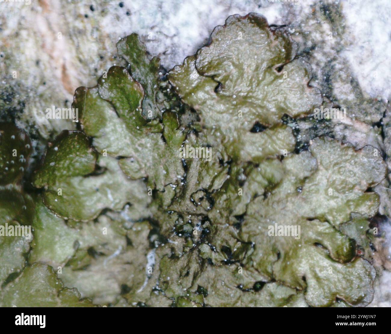 Lichen de camouflage poli (Melanelixia glabratula) Banque D'Images