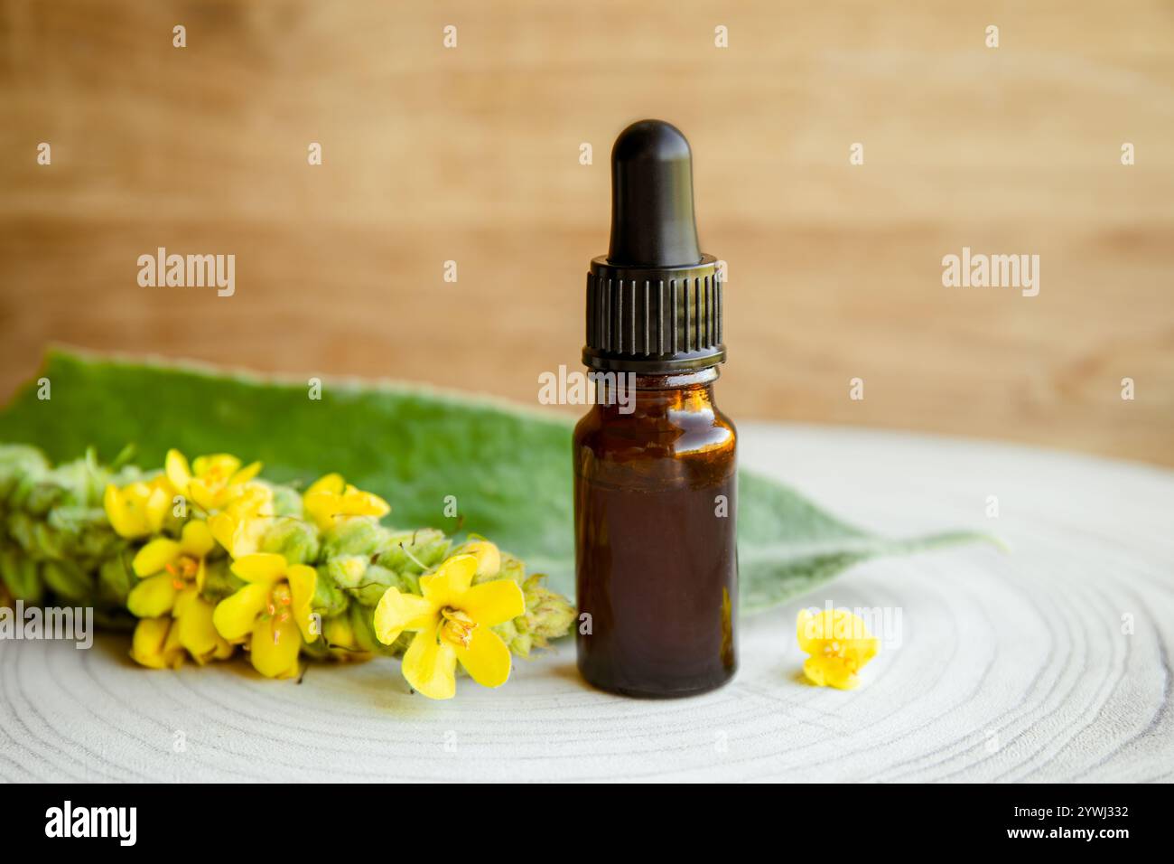 Teinture médicinale à base de plantes maison faite de Verbascum thapsus, la grande molène, la plus grande molène ou la molène commune. Banque D'Images