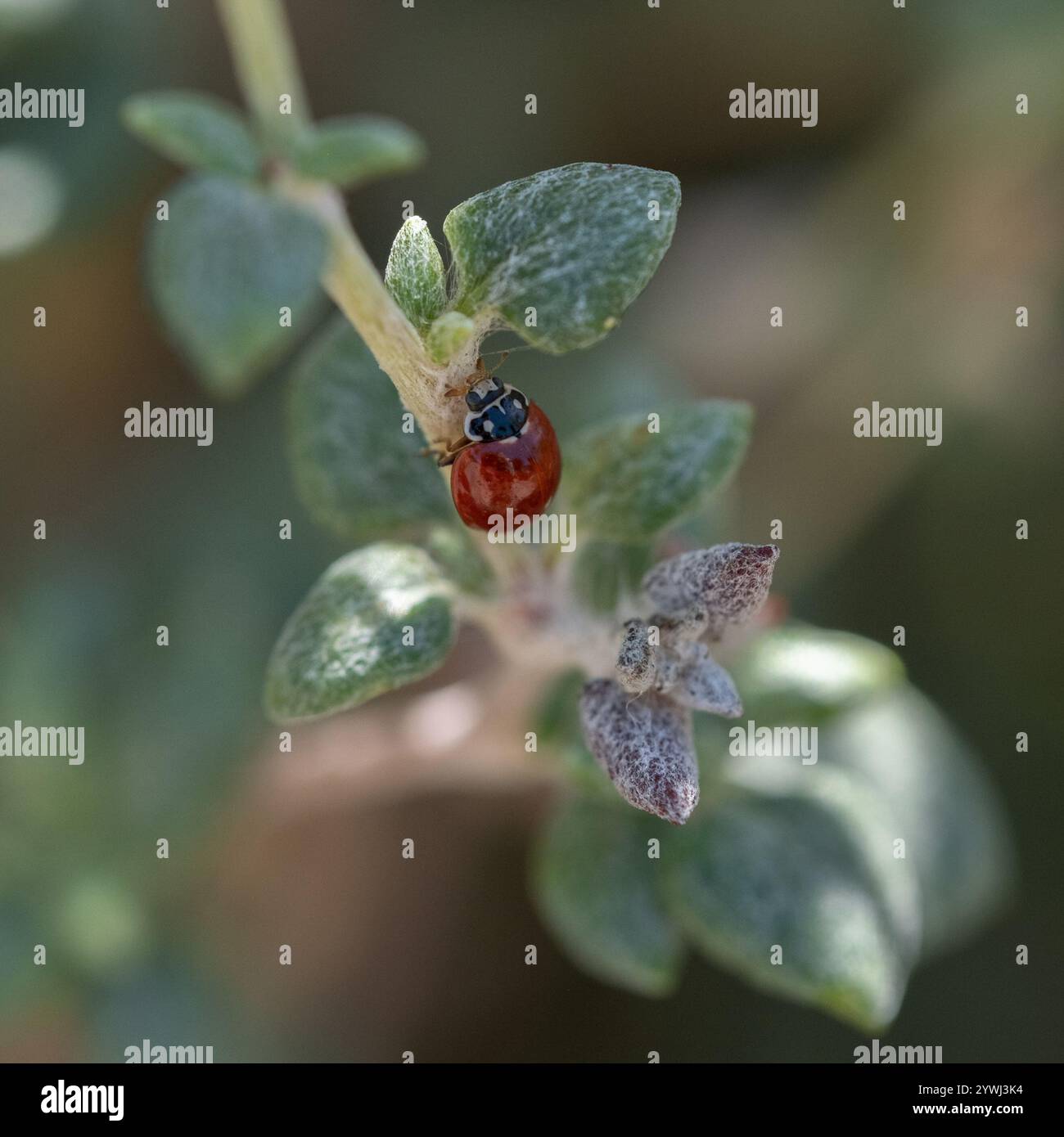 Spotless Lady Beetle (Cycloneda sanguinea) Banque D'Images