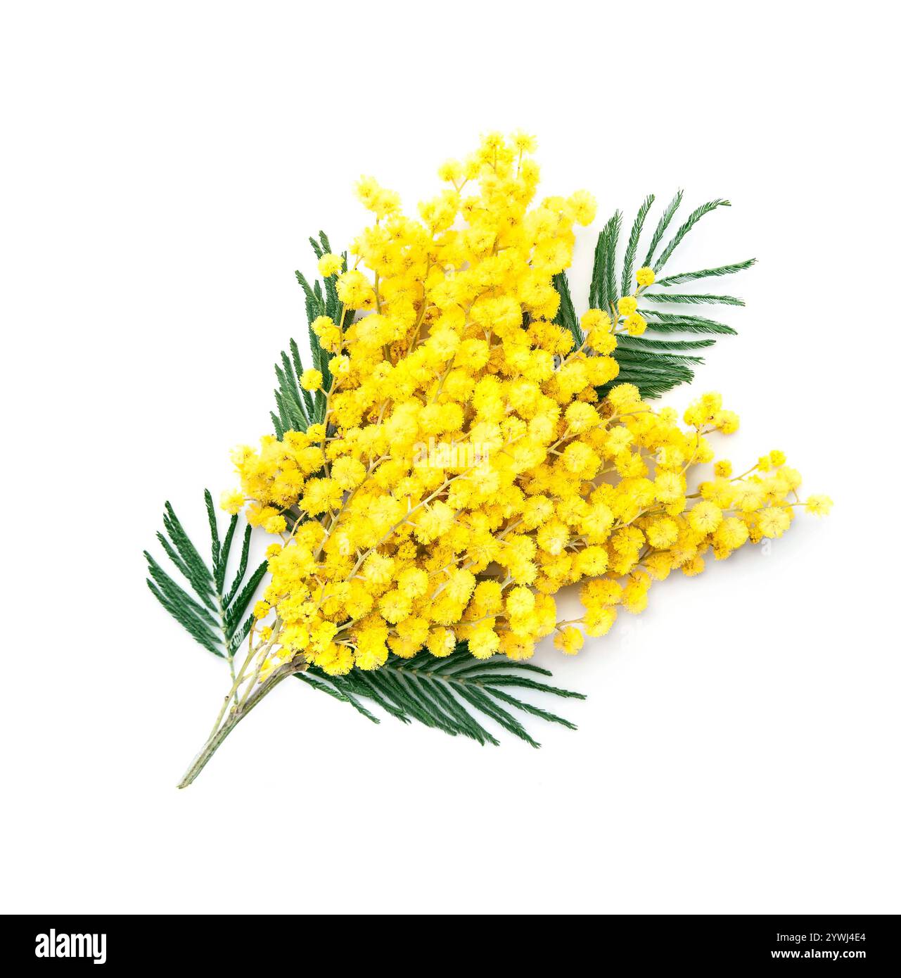 Plante Mimosa sur fond blanc Banque D'Images