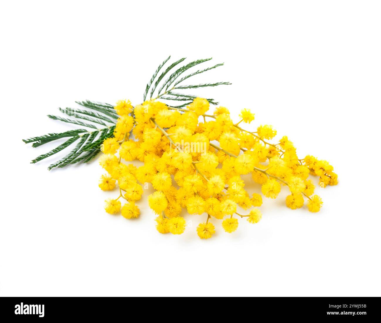 Plante Mimosa sur fond blanc Banque D'Images