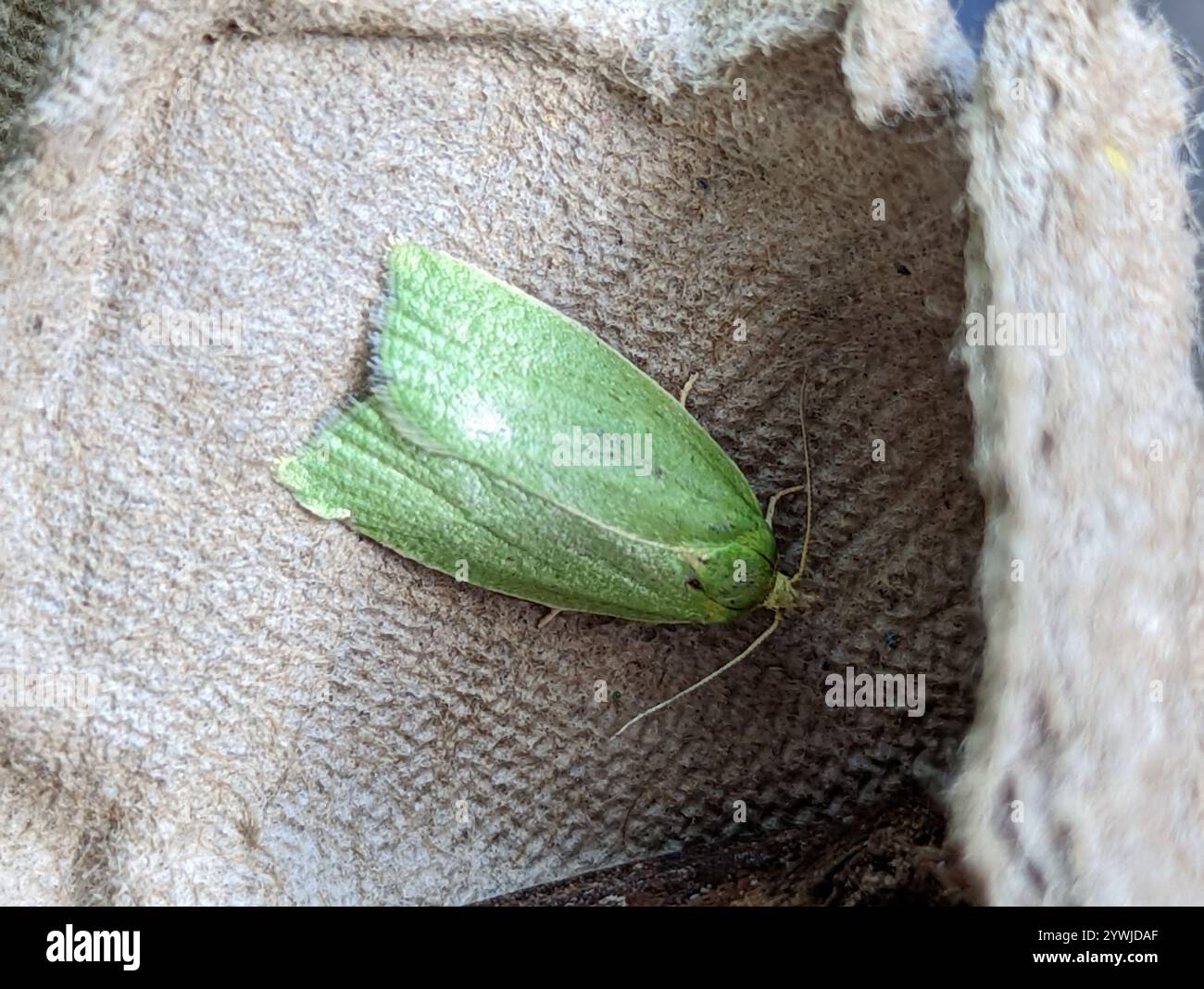 Chêne vert Tortrix (Tortrix viridana) Banque D'Images