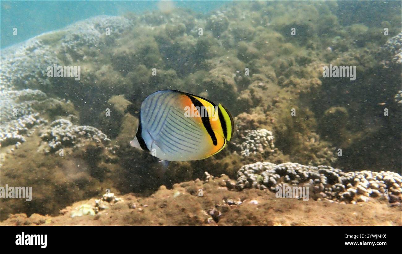 Vagabond médiocre (Chaetodon vagabundus) Banque D'Images