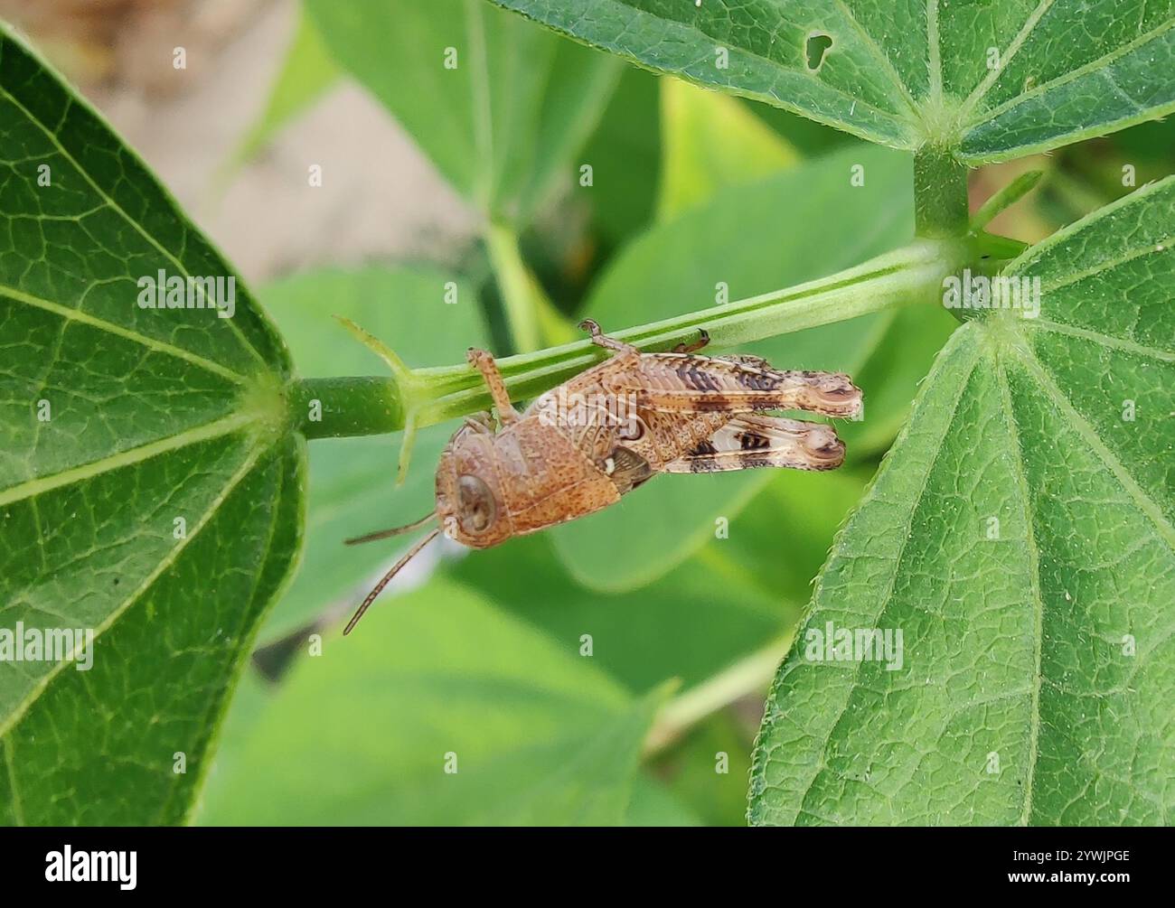 Criquet italien (Calliptamus italicus) Banque D'Images