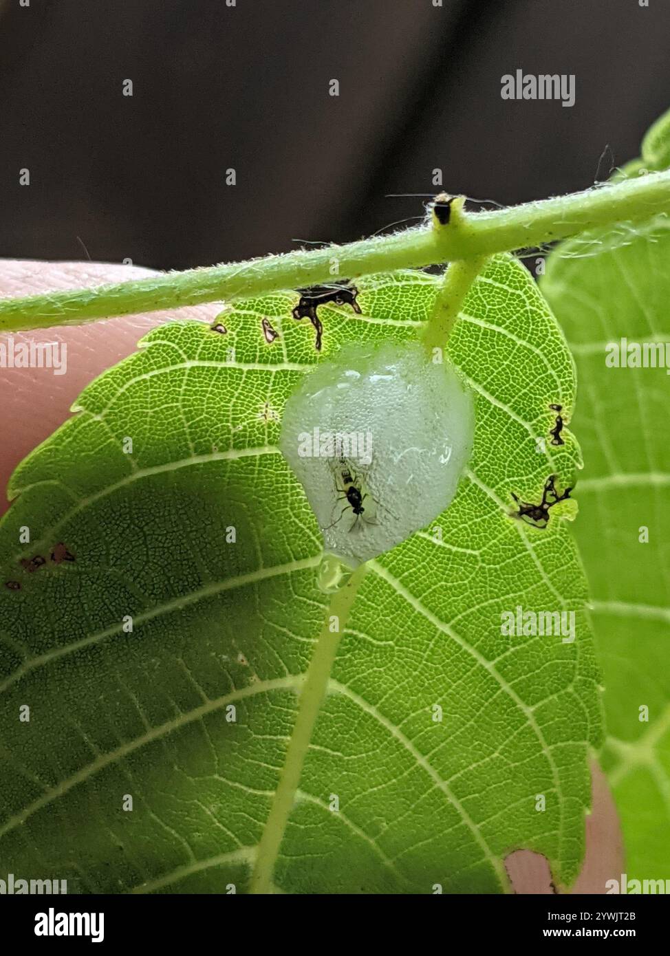 Spittlebugs et Froghoppers (Cercopoidea) Banque D'Images