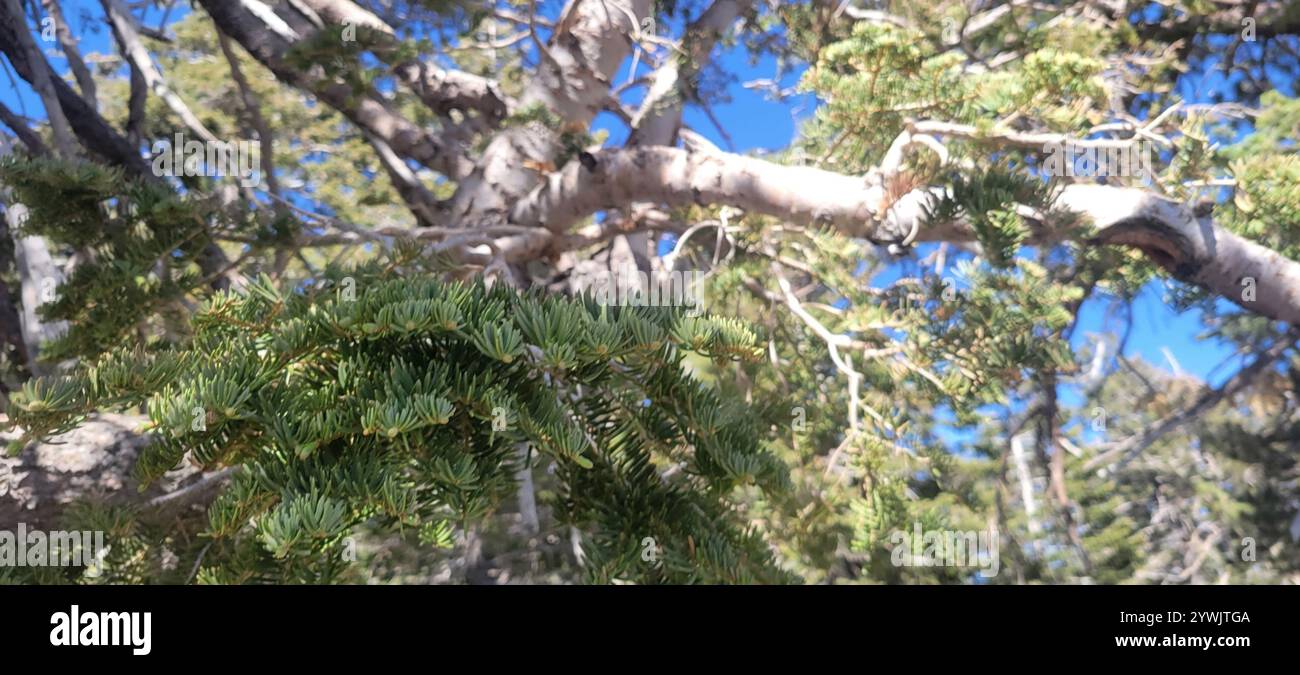 Colorado White Fir (Abies concolor concolor) Banque D'Images