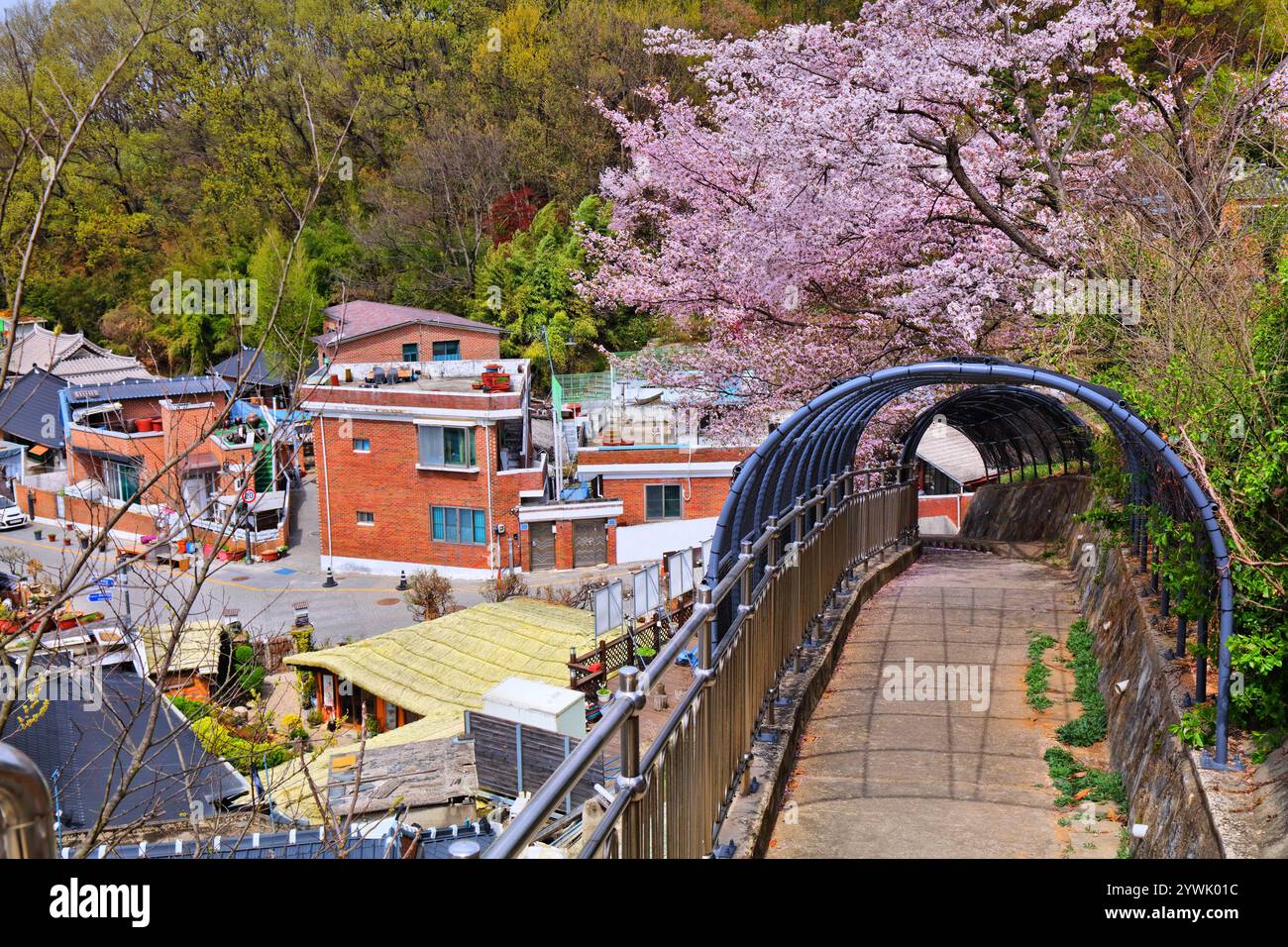 Jeonju Hanok Village Townscape en Corée du Sud. Quartier de l'architecture traditionnelle coréenne en bois avec des fleurs de cerisier au printemps. Banque D'Images
