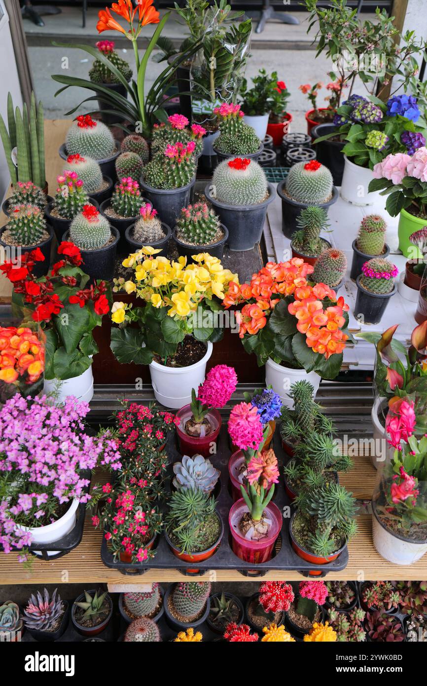 Fleurs de cactus, jacinthes, bégonia et leptospermum scoparium (myrte manuka) vendues par un magasin de fournitures de jardinage à Jeonju, Corée du Sud. Banque D'Images
