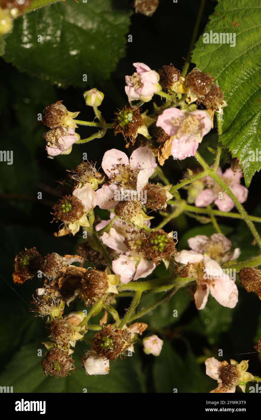 Mûre arménienne (Rubus armeniacus) Banque D'Images