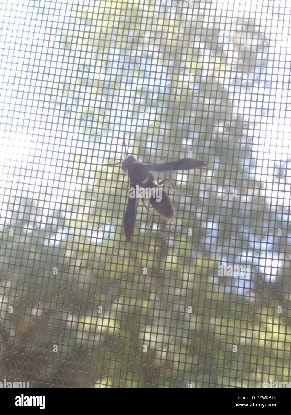 Guêpe de maçon à quatre dents (Monobia quadridens) Banque D'Images