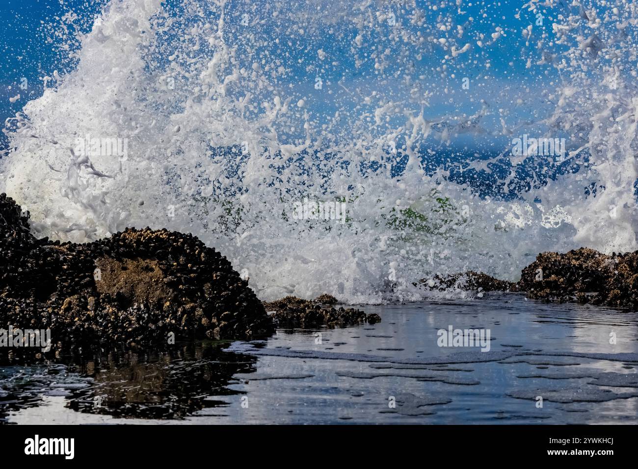 Les vagues de l'océan Pacifique qui roulent et s'écrasent le long de la côte de l'Oregon vues depuis Strawberry Hill Wayside, Oregon, États-Unis Banque D'Images