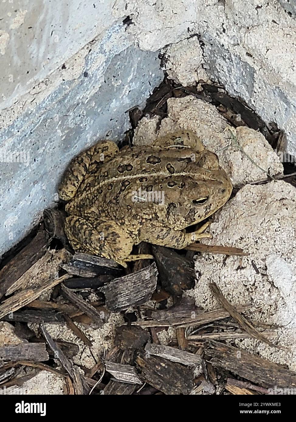 Crapaud de Woodhouse (Anaxyrus woodhousii) Banque D'Images