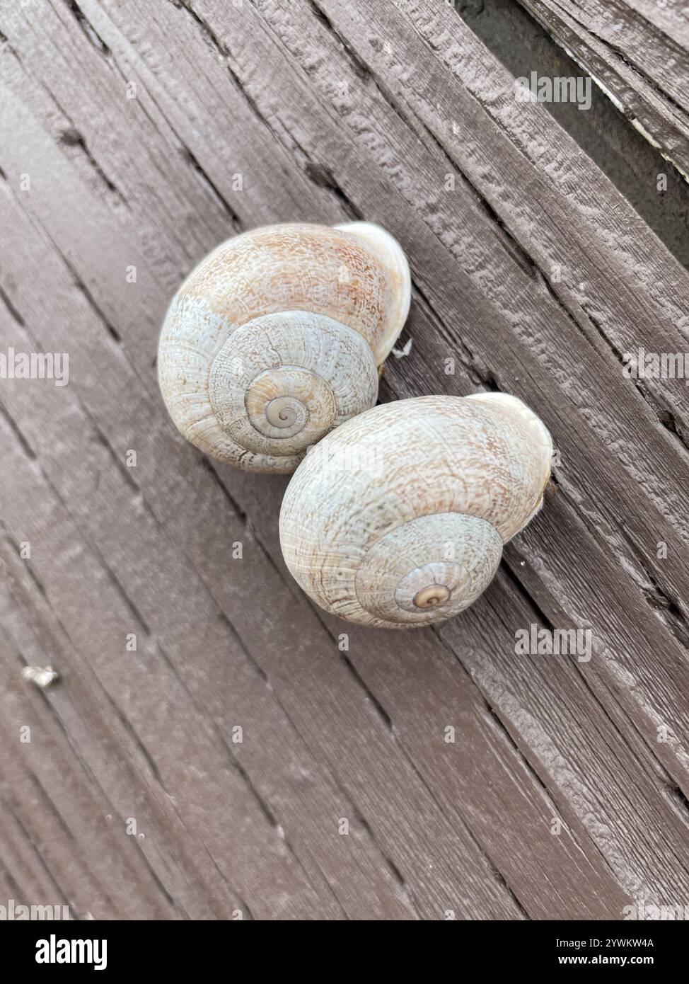 Escargot de lait (Otala Lactea) Banque D'Images