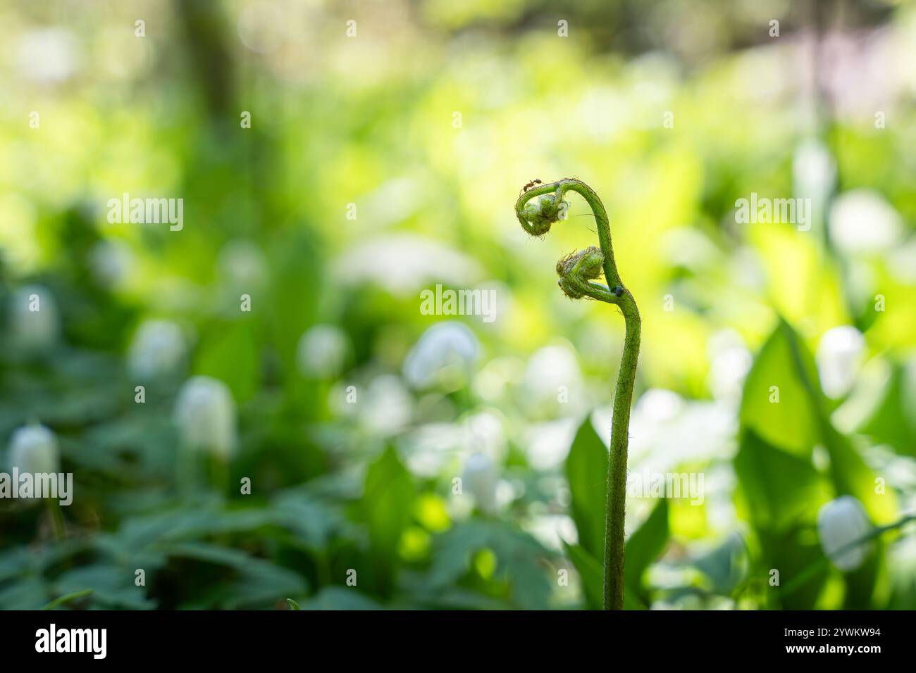 Jeune germe spiralé de fougère à chêne commun (Gymnocarpium dryopteris). Gros plan d'une jeune fougère verte pousse dans une forêt au début du printemps. Banque D'Images