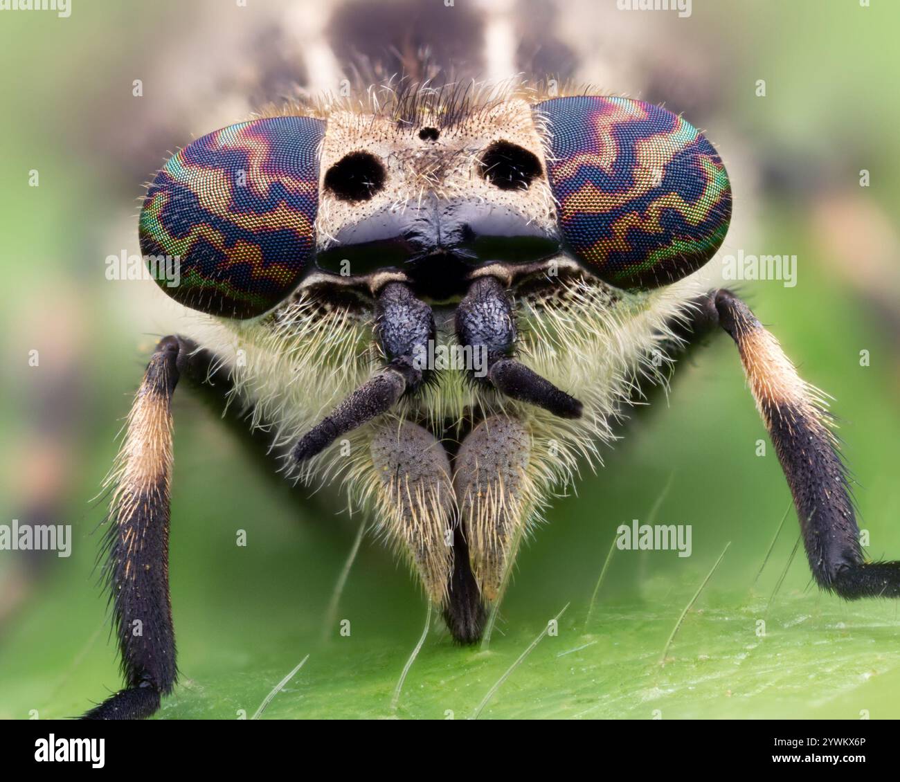 Femelle Haematopota pluvialis Horsefly gros plan. Tipperary, Irlande Banque D'Images
