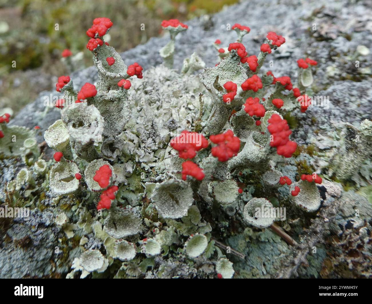 Pixie Cup à fruits rouges (Cladonia pleurota) Banque D'Images