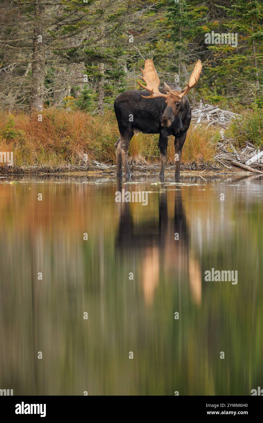 Bull Moose en automne Banque D'Images Bull Moose en automne Banque D'Images