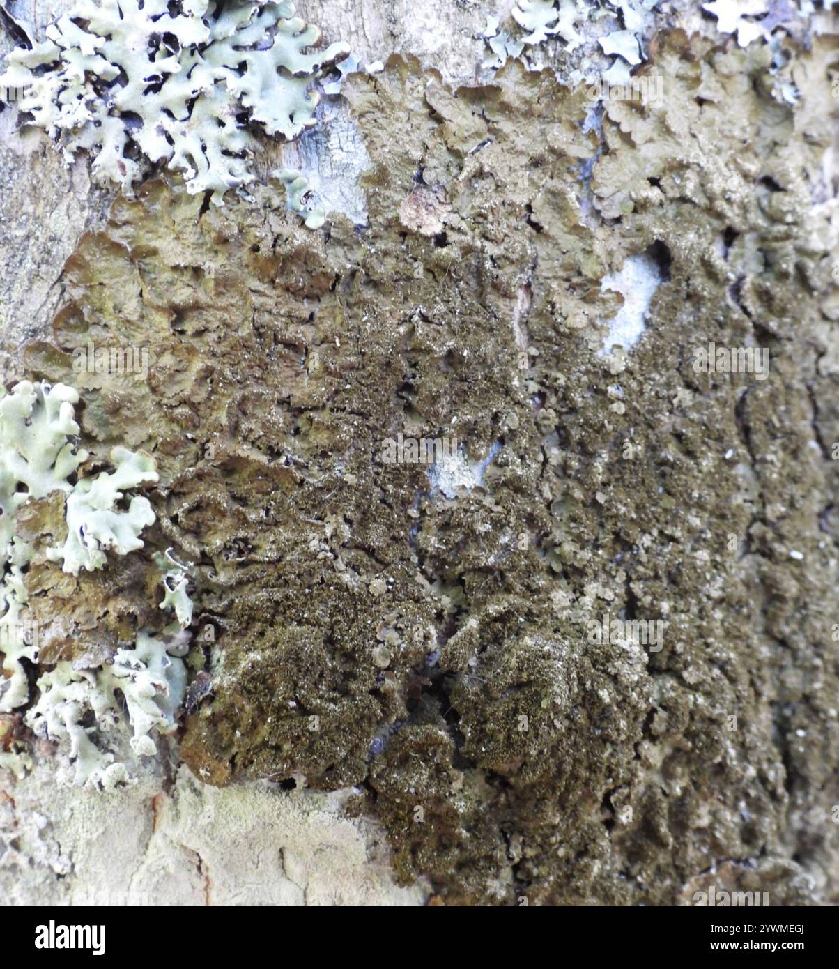 Lichen de camouflage poli (Melanelixia glabratula) Banque D'Images