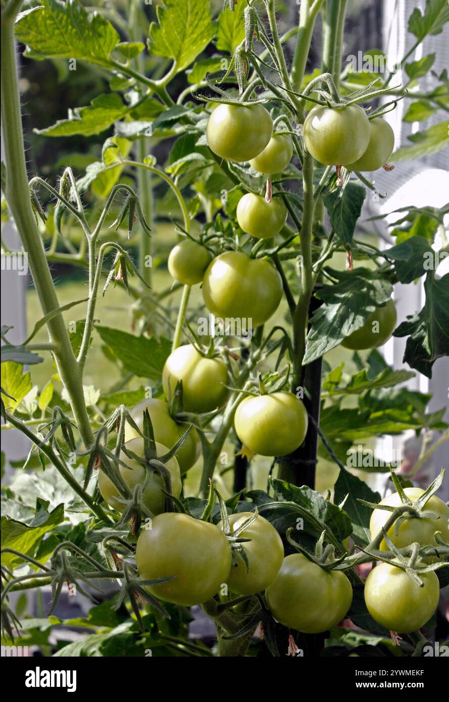 Tomates vertes (faiseur d'argent) mûrissant sur la vigne Banque D'Images