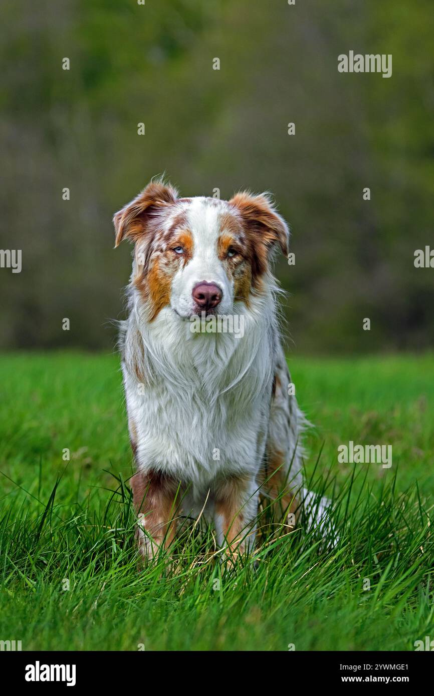 Berger australien / Aussie, race de chien de troupeau des États-Unis assis dans la prairie Banque D'Images