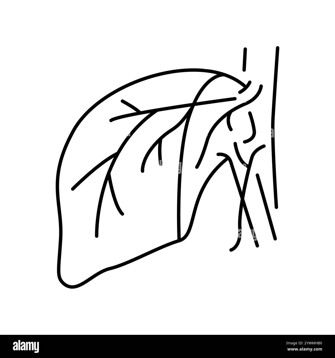 Icône noire de ligne d'hépatectomie. Signez pour la page Web, l'application mobile, le bouton, le logo. Bouton isolé de vecteur. Contour modifiable. Illustration de Vecteur