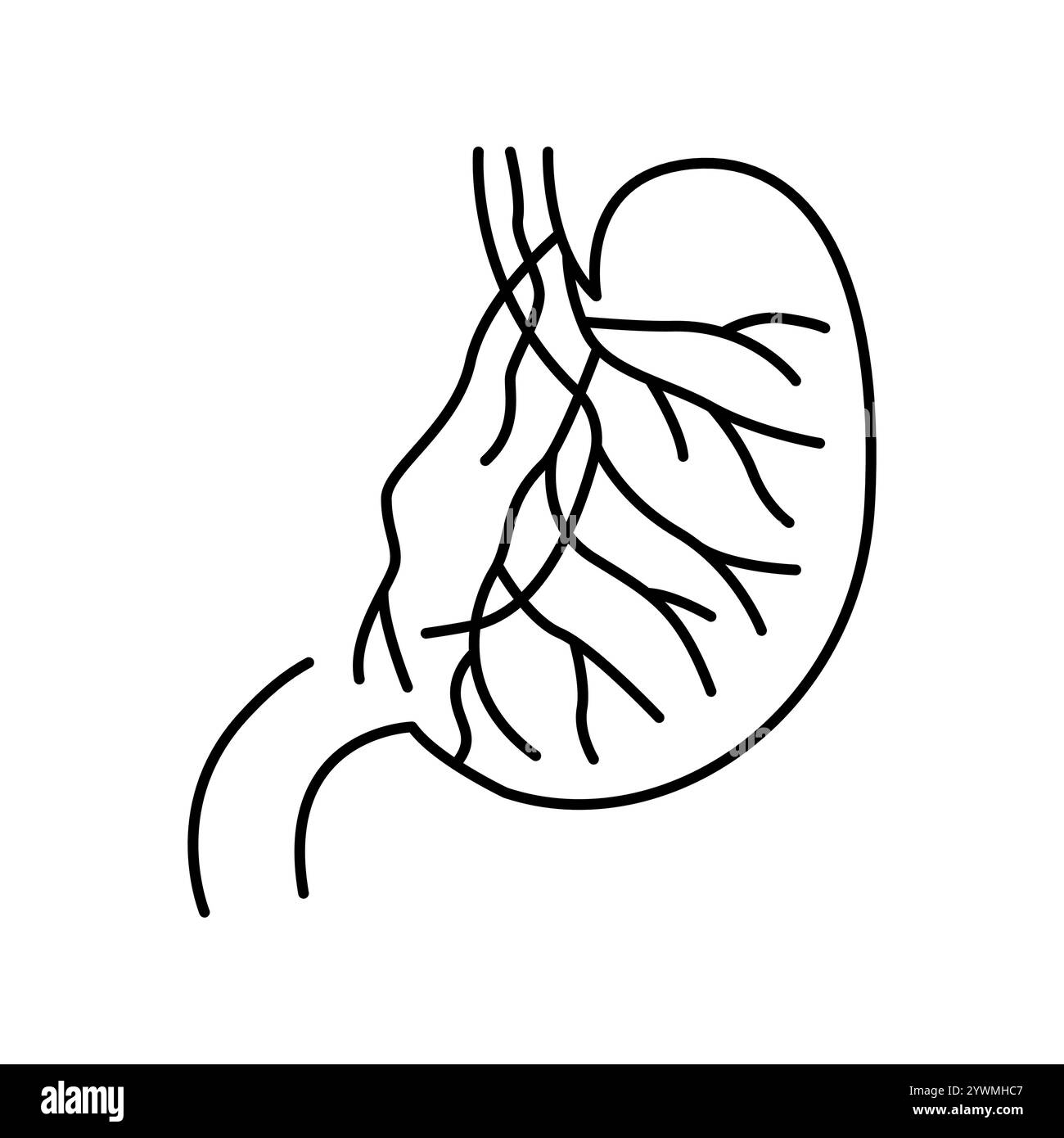 Icône noire de ligne de vagotomie sélective. Signez pour la page Web, l'application mobile, le bouton, le logo. Bouton isolé de vecteur. Contour modifiable. Illustration de Vecteur
