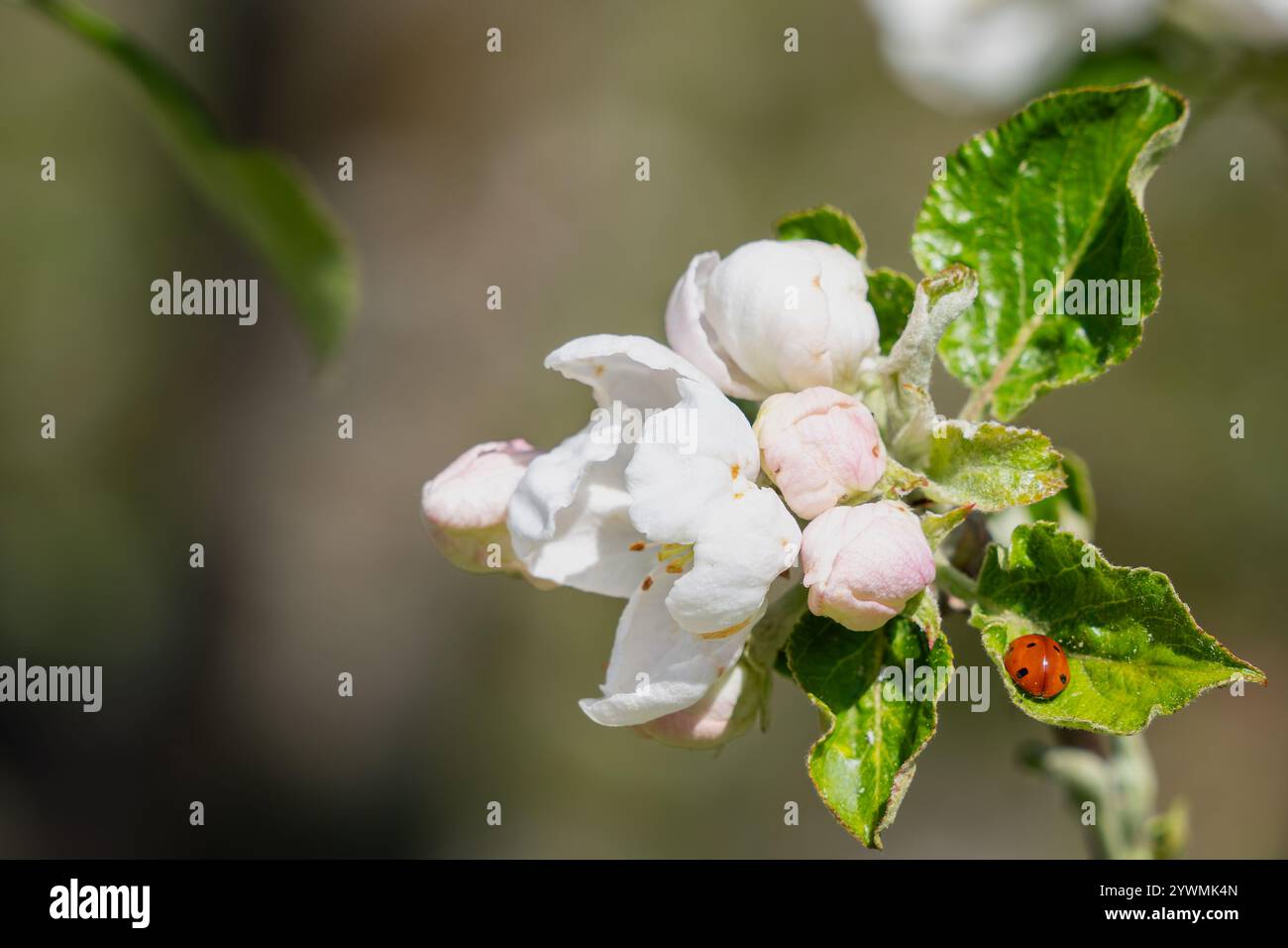 Coccinelle rouge vif à sept taches avec fleur de pomme blanche. Gros plan de fleurs de pomme blanches et coccinelle sur un fond bokeh. Banque D'Images