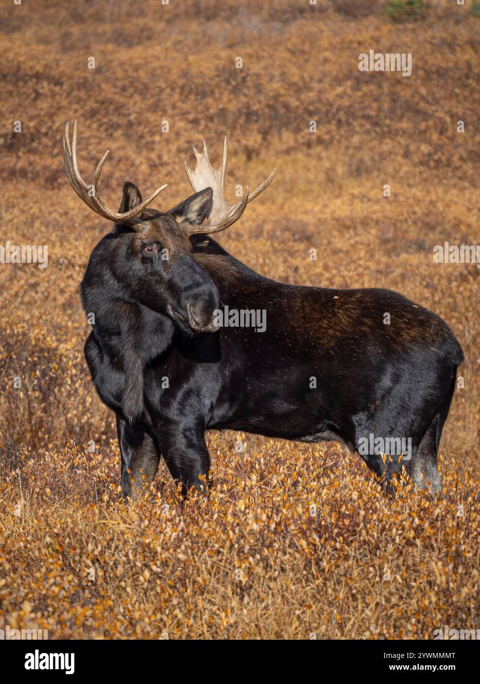 gros orignal taureau shiras debout dans un pré à l'automne Banque D'Images gros orignal taureau shiras debout dans un pré à l'automne Banque D'Images