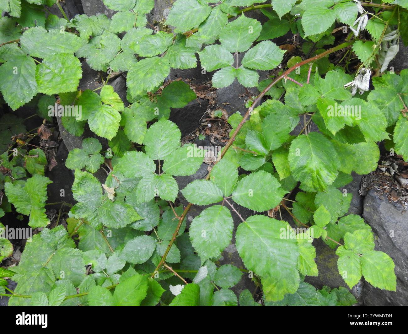 Mûre arménienne (Rubus armeniacus) Banque D'Images