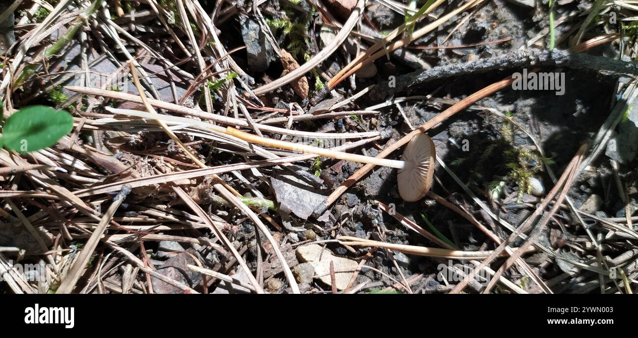Casquette Sprucecone (Strobilurus esculentus) Banque D'Images