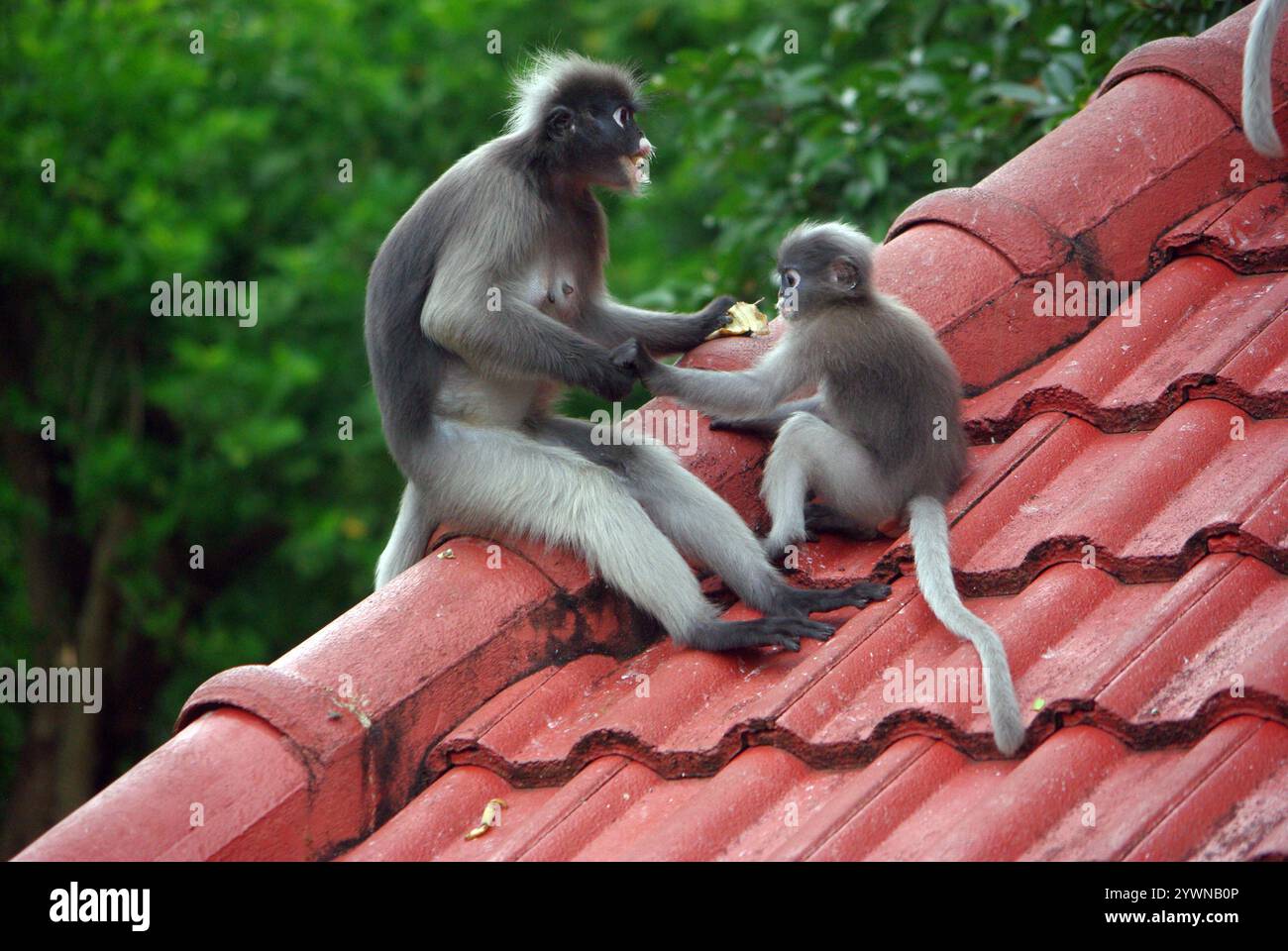Le singe à feuilles sombres (Trachypithecus obscurus), également connu sous le nom de langur à lunettes ou singe à feuilles à lunettes Banque D'Images