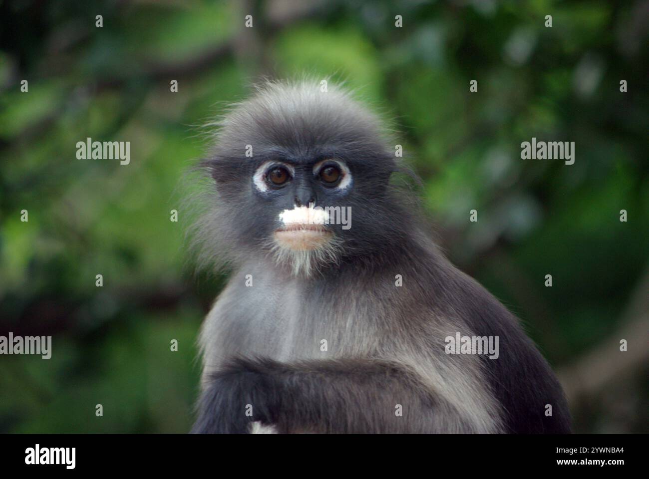 Le singe à feuilles sombres (Trachypithecus obscurus), également connu sous le nom de langur à lunettes ou singe à feuilles à lunettes Banque D'Images