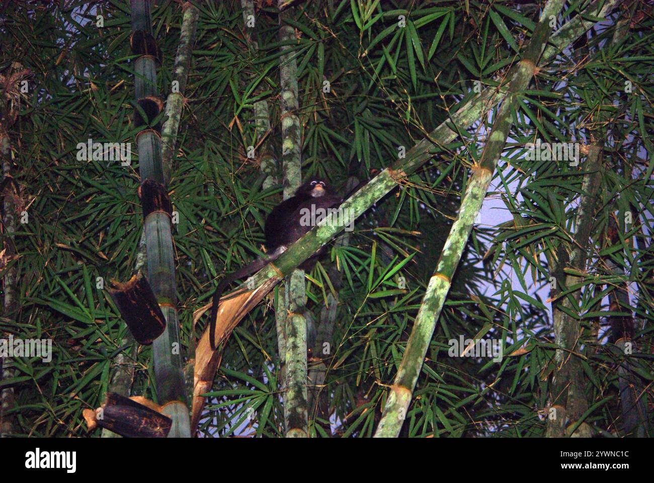 Le singe à feuilles sombres (Trachypithecus obscurus), également connu sous le nom de langur à lunettes ou singe à feuilles à lunettes Banque D'Images