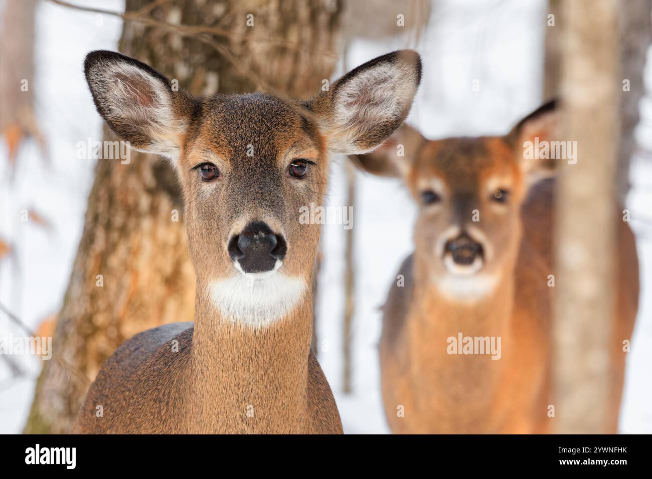 Cerf de Virginie pendant un hiver du Maine. Banque D'Images