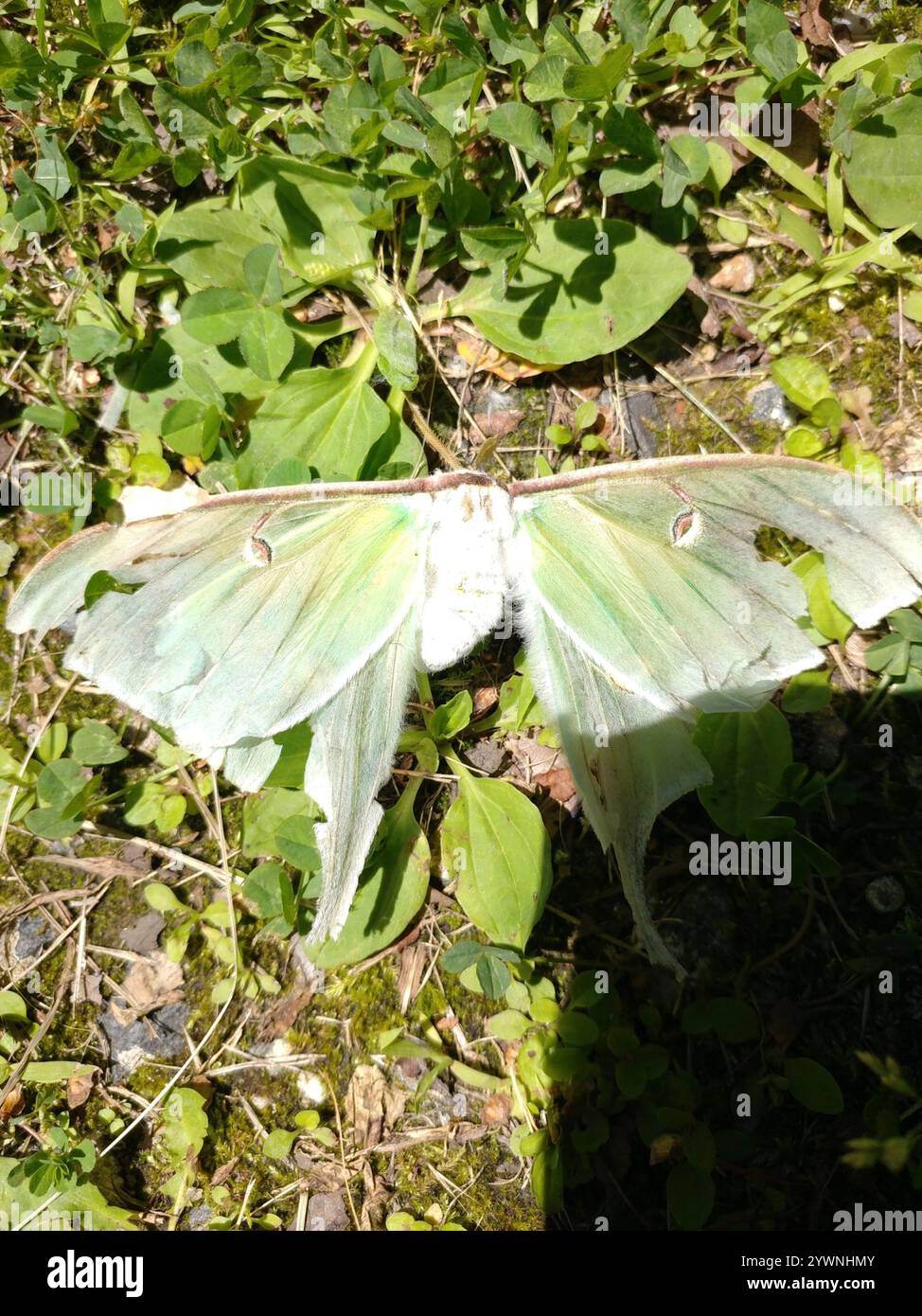 North American Luna Moth (Actias luna) Banque D'Images