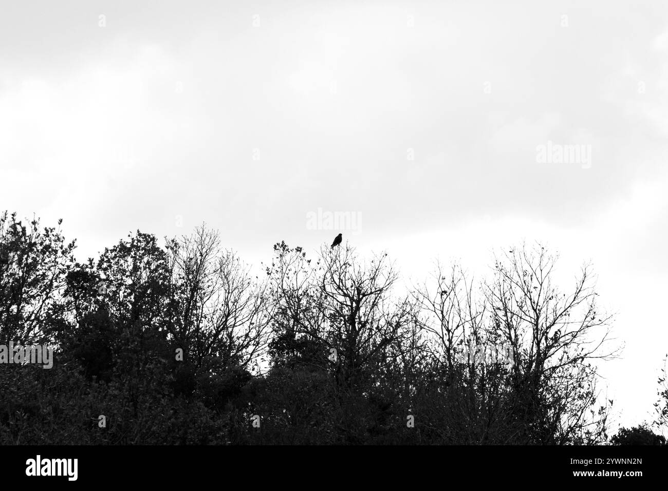Oiseau de proie perché sur une branche d'arbre à feuilles caduques. Campagne. Arbres isolés sur fond de ciel blanc. Concept d'idée de photo de nature noir et blanc. Banque D'Images
