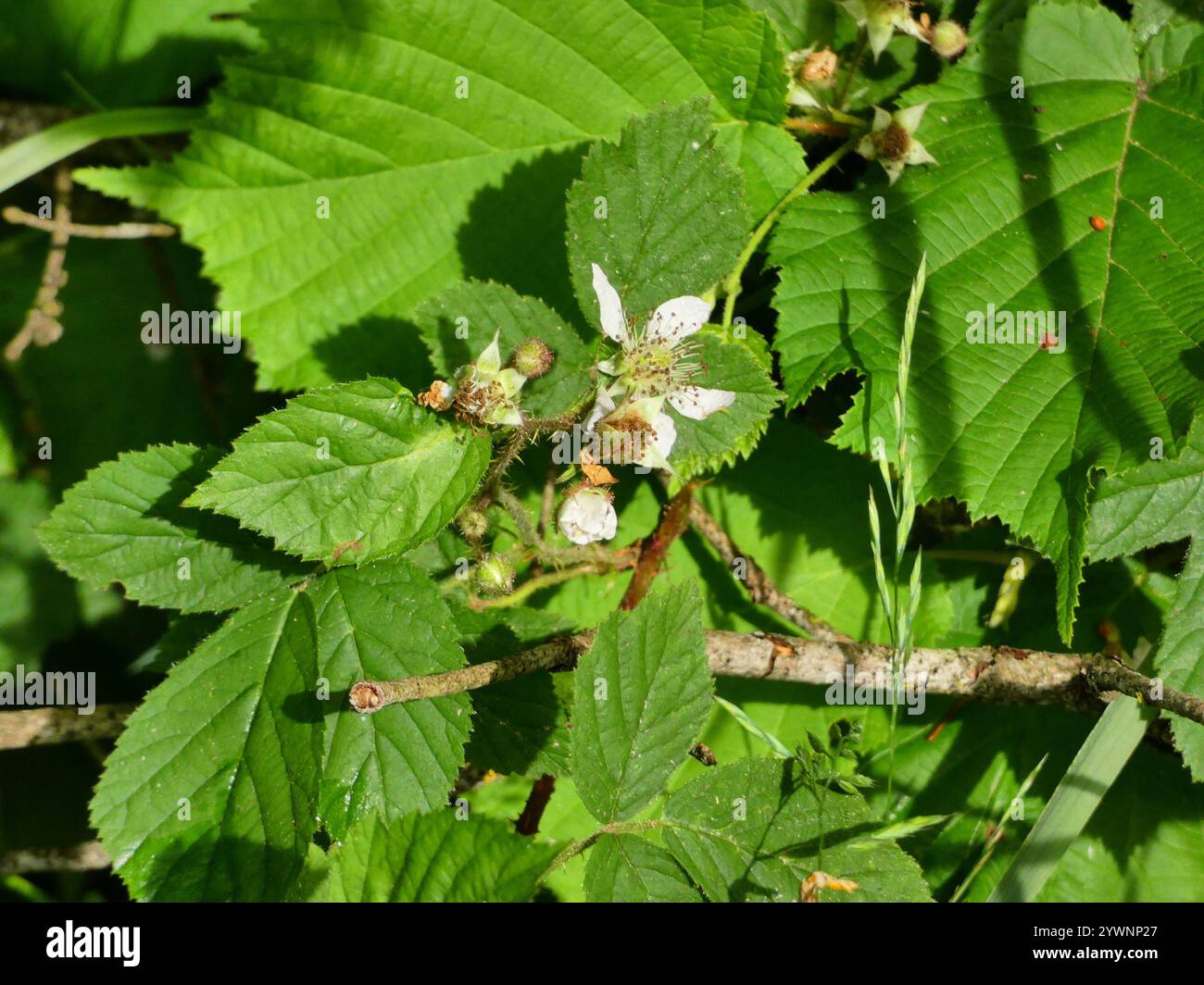 Mûre arménienne (Rubus armeniacus) Banque D'Images