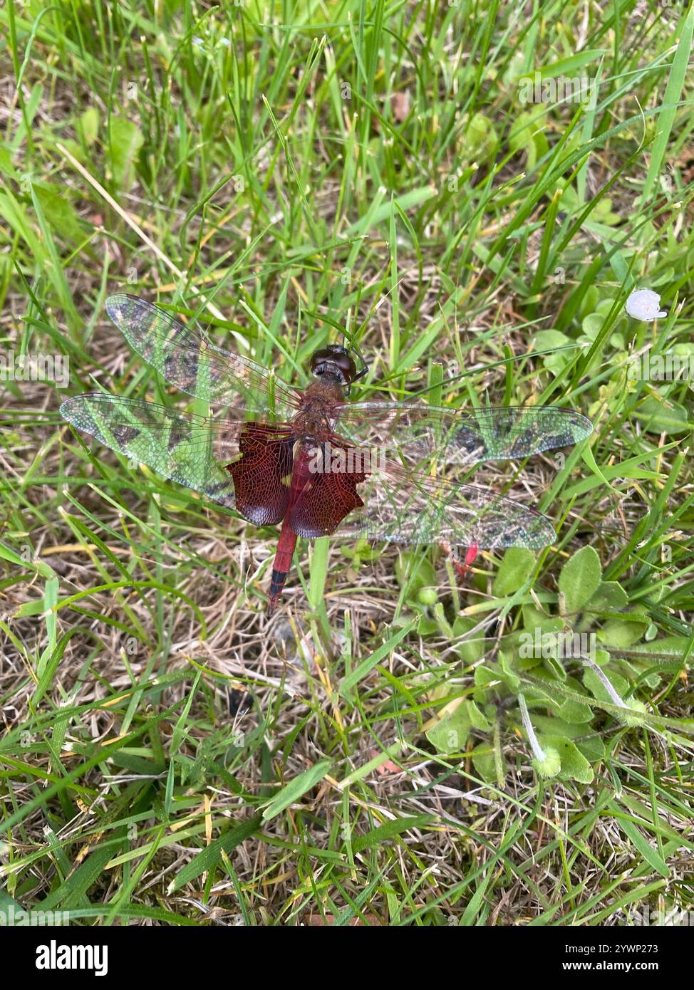 Carolina Saddlebags (Tramea carolina) Banque D'Images