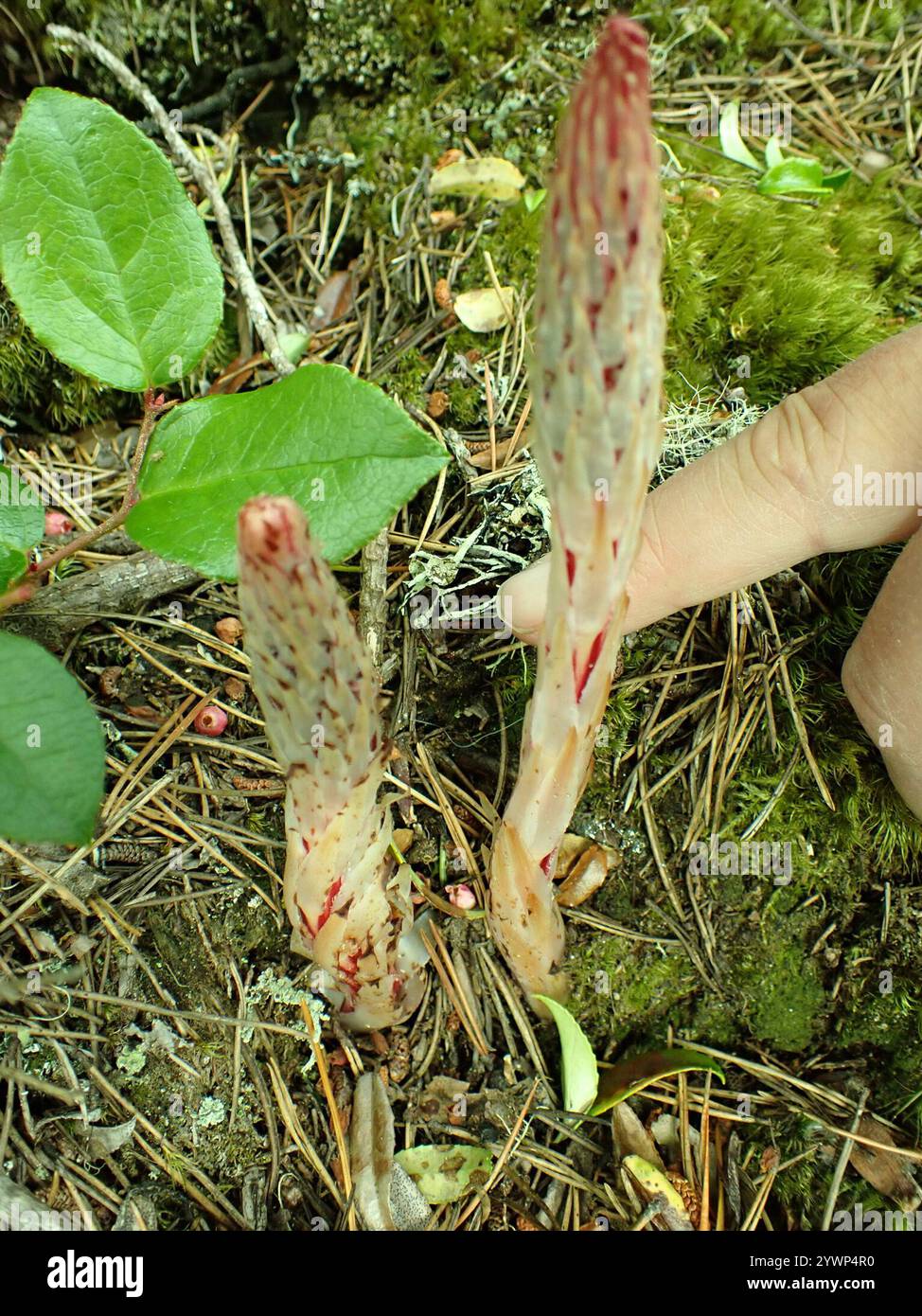 Bâtonnets de sucre (Allotropa virgata) Banque D'Images