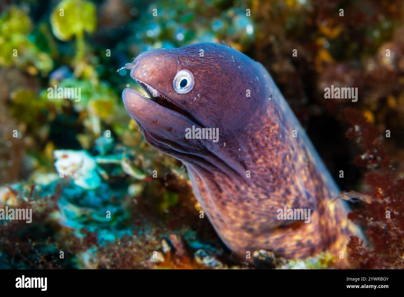Anguille de Moray aux yeux blancs (Gymnothorax thyrsoideus) sur un récif corallien tropical à Bali, Indonésie Banque D'Images