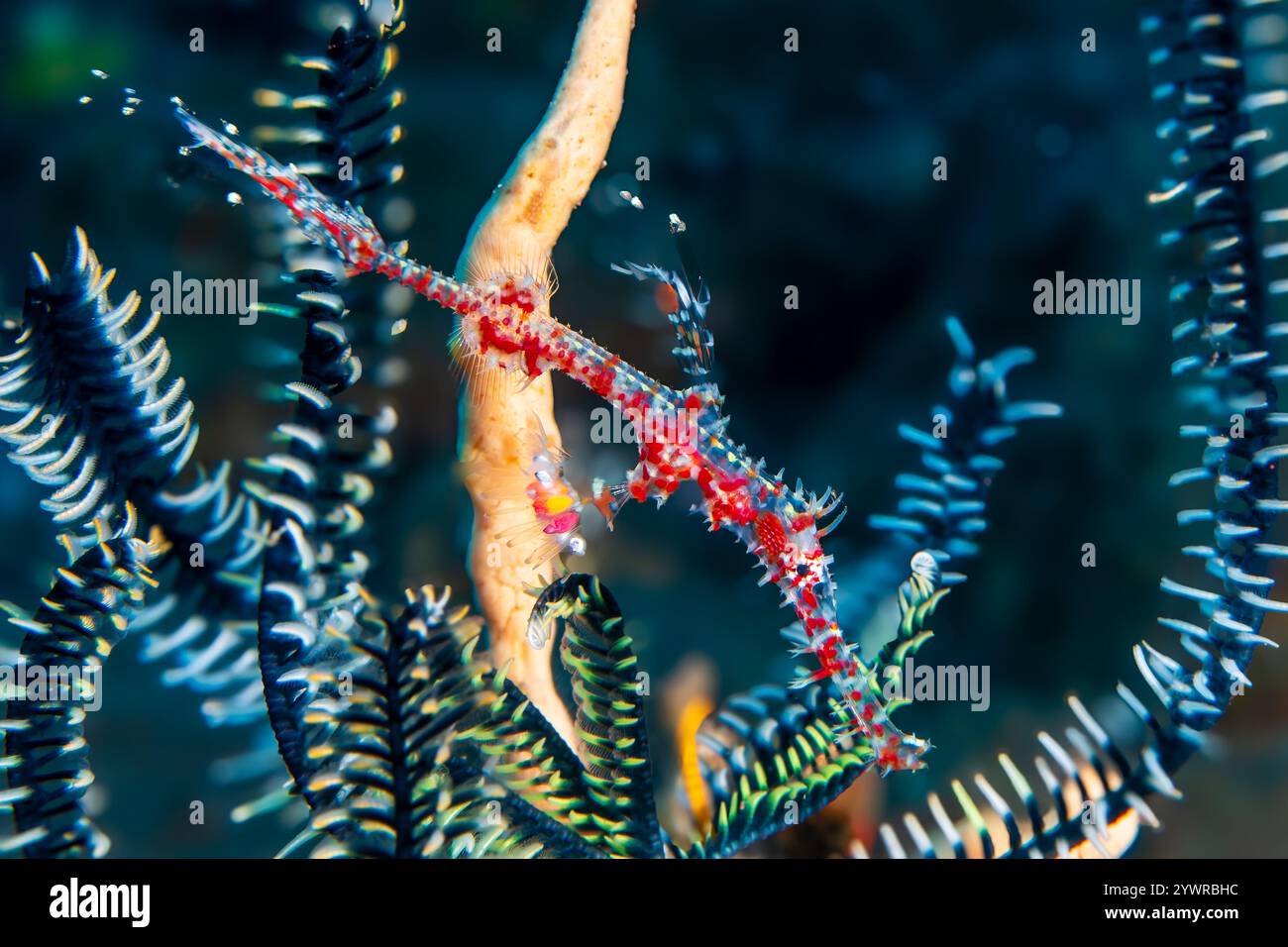 Pipefish fantôme orné (Solenostomus paradoxus) dans un corail mou sur un récif tropical à Bali, Indonésie Banque D'Images