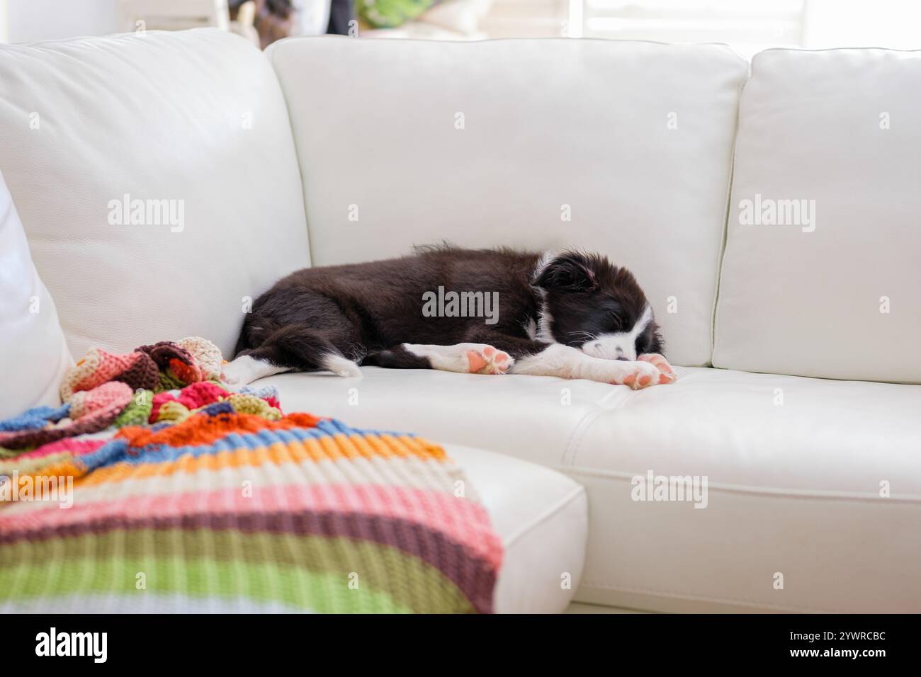 Chiot Border Collie reposant sur un canapé en cuir blanc. Chiot chien pur de race dormant sur un canapé avec une couverture colorée. Banque D'Images Chiot Border Collie reposant sur un canapé en cuir blanc. Chiot chien pur de race dormant sur un canapé avec une couverture colorée. Banque D'Images