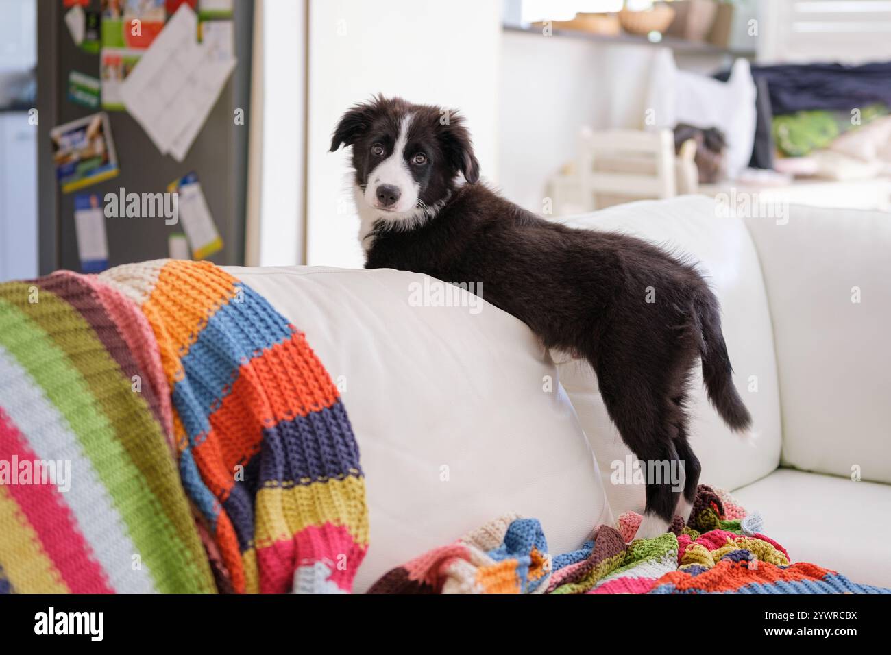 Chiot Border Collie reposant sur un canapé en cuir blanc. Chiot chien pur de race debout sur le canapé avec couverture colorée. Banque D'Images Chiot Border Collie reposant sur un canapé en cuir blanc. Chiot chien pur de race debout sur le canapé avec couverture colorée. Banque D'Images