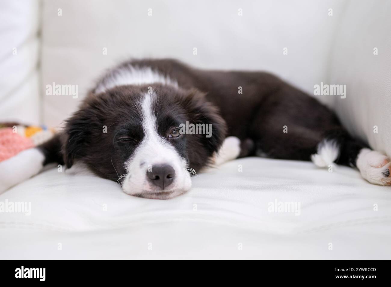 Chiot Border Collie reposant sur un canapé en cuir blanc. Chiot chien pur de race dormant sur un canapé avec une couverture colorée. Banque D'Images Chiot Border Collie reposant sur un canapé en cuir blanc. Chiot chien pur de race dormant sur un canapé avec une couverture colorée. Banque D'Images
