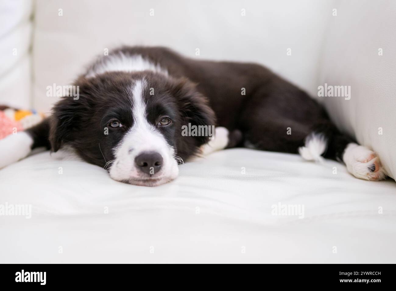 Chiot Border Collie reposant sur un canapé en cuir blanc. Chiot chien pur race se relaxant sur le canapé avec une couverture colorée. Banque D'Images Chiot Border Collie reposant sur un canapé en cuir blanc. Chiot chien pur race se relaxant sur le canapé avec une couverture colorée. Banque D'Images