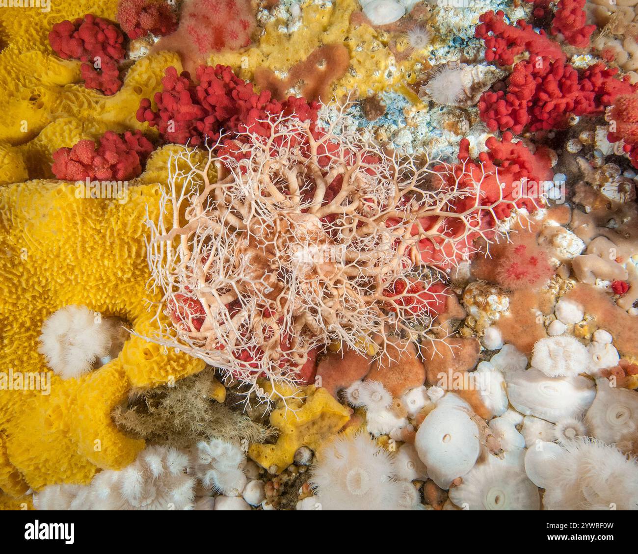 Étoile du panier, Gorgonocephalus eucnemis, parmi divers animaux marins, col Browning, Colombie-Britannique, Canada, océan Pacifique Banque D'Images